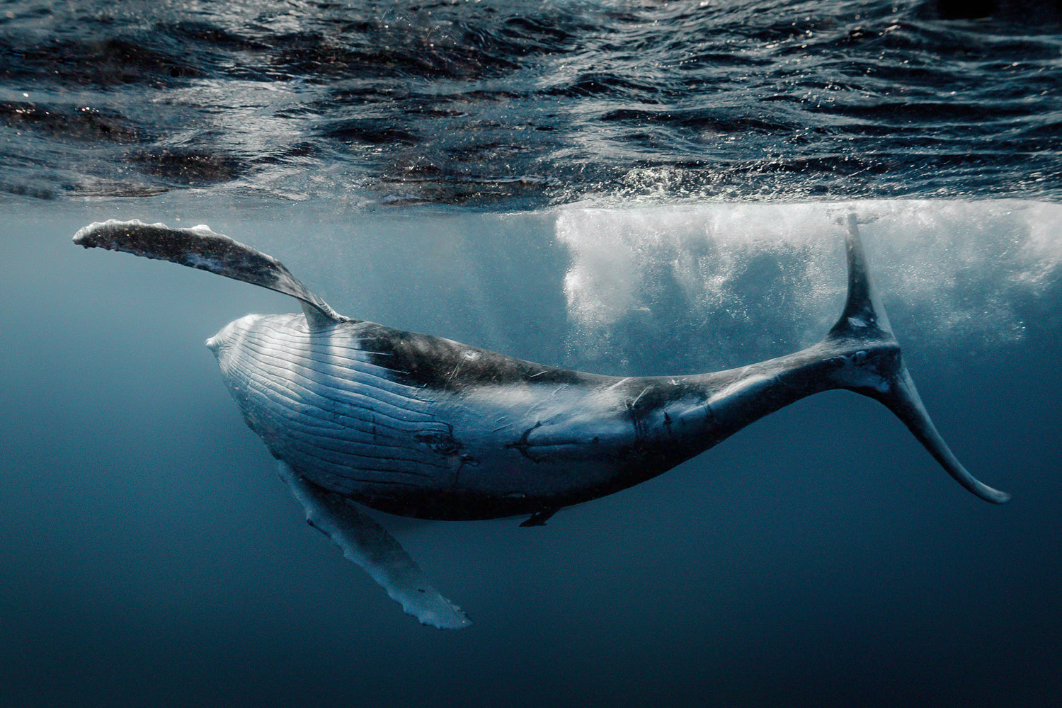 the underbelly of a large grey humpback whale as she flips through the water