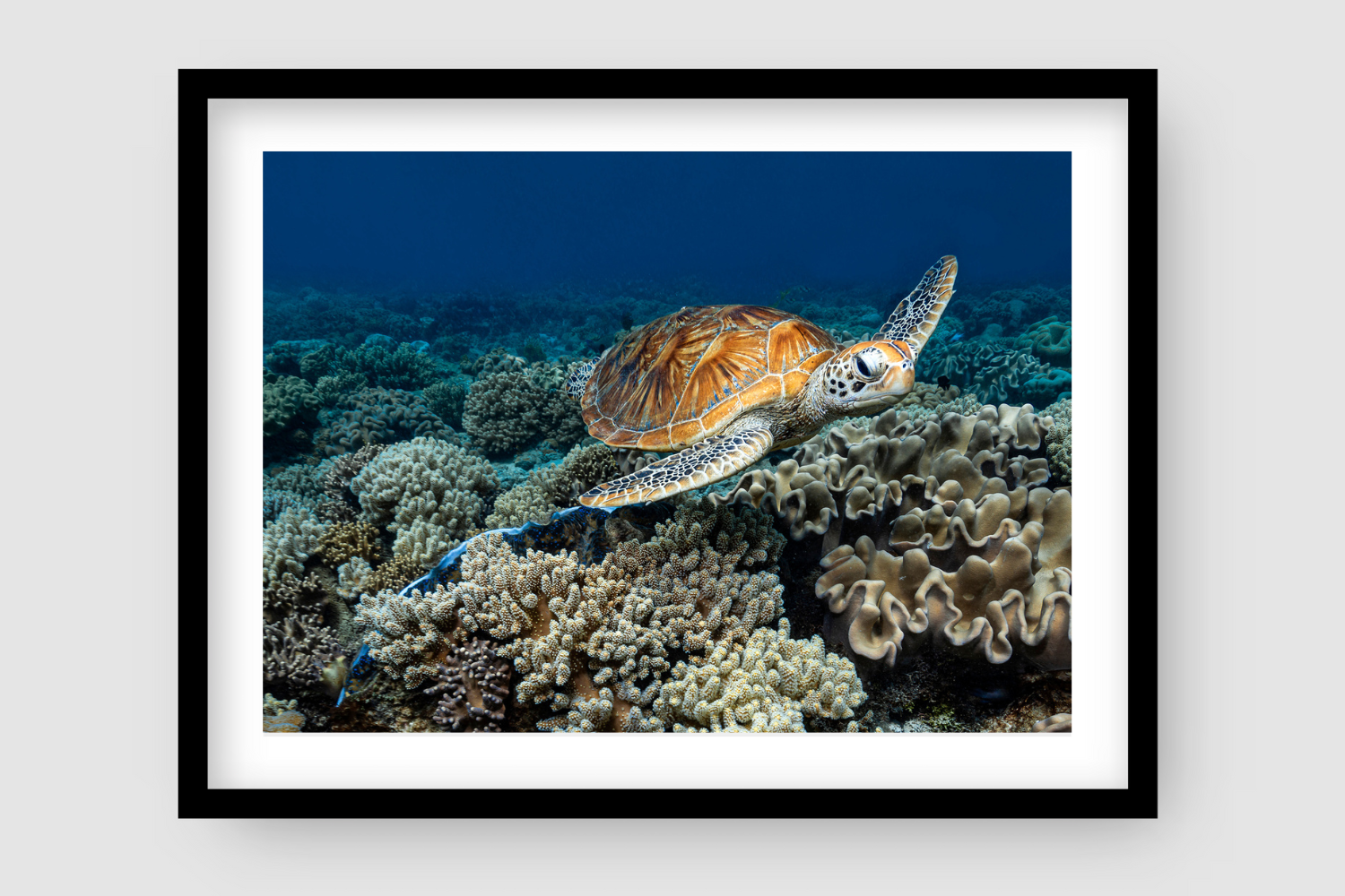 sea turtle gliding above a bed of coral 