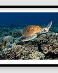 sea turtle gliding above a bed of coral 