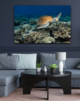 sea turtle gliding above a bed of coral 