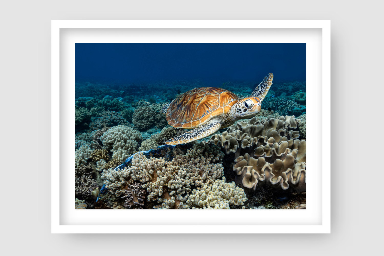 sea turtle gliding above a bed of coral 