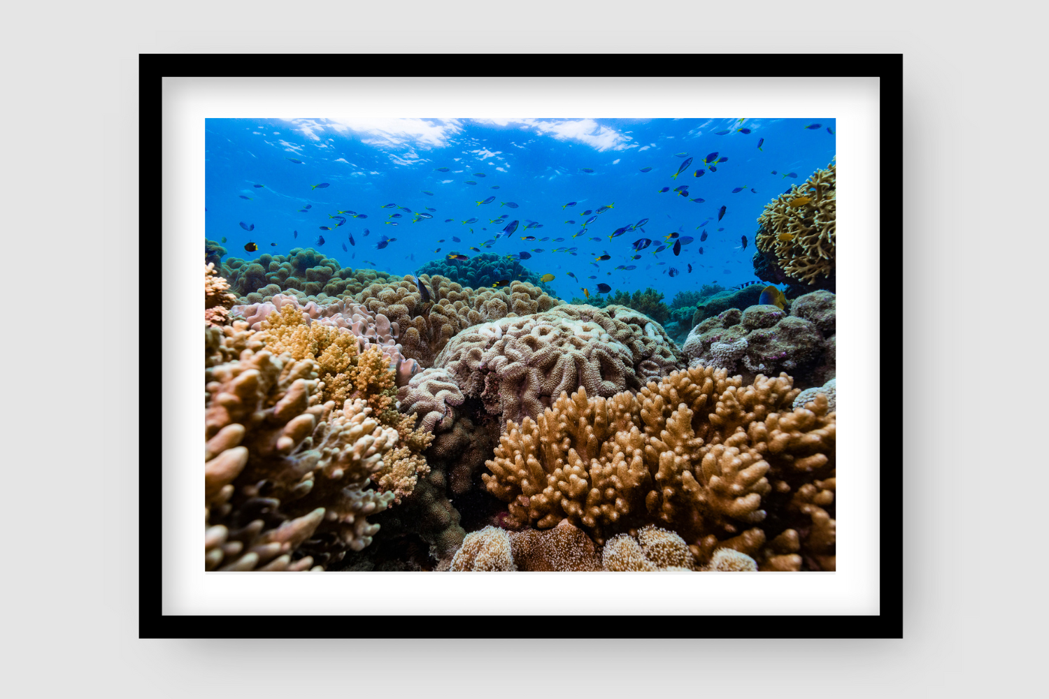 Hazel's Garden | Great Barrier Reef Photography by Brooke Miles – Above ...