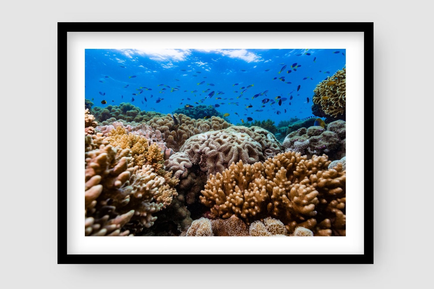 colourful garden of coral with various different fish swimming above