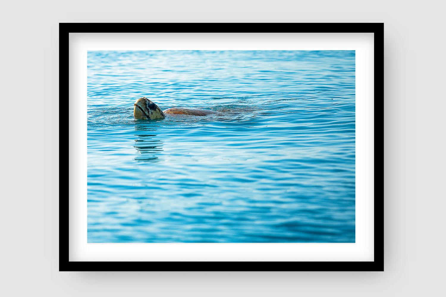 sea turtle poking his head above the water surface