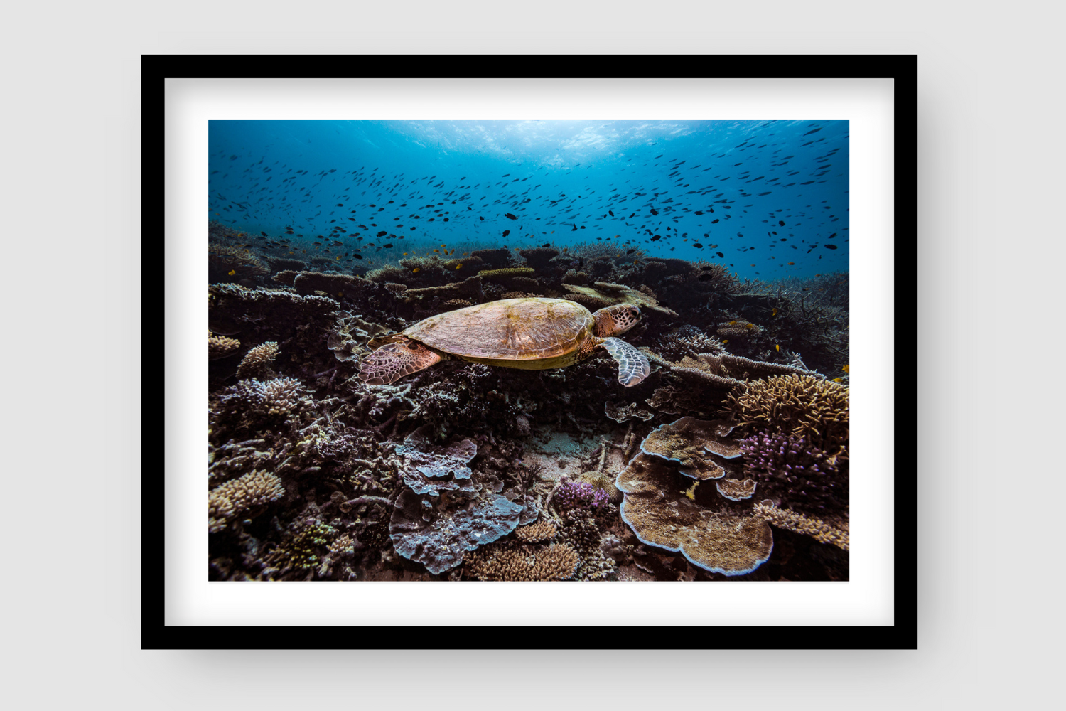 forest of vibrant coloured coral and sea turtle gliding above as smaller fish swim above turtle