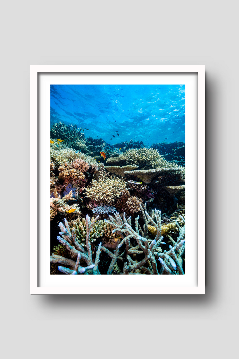 multitude of different vibrantly coloured coral reef with varying textures as colourful small fish swim about
