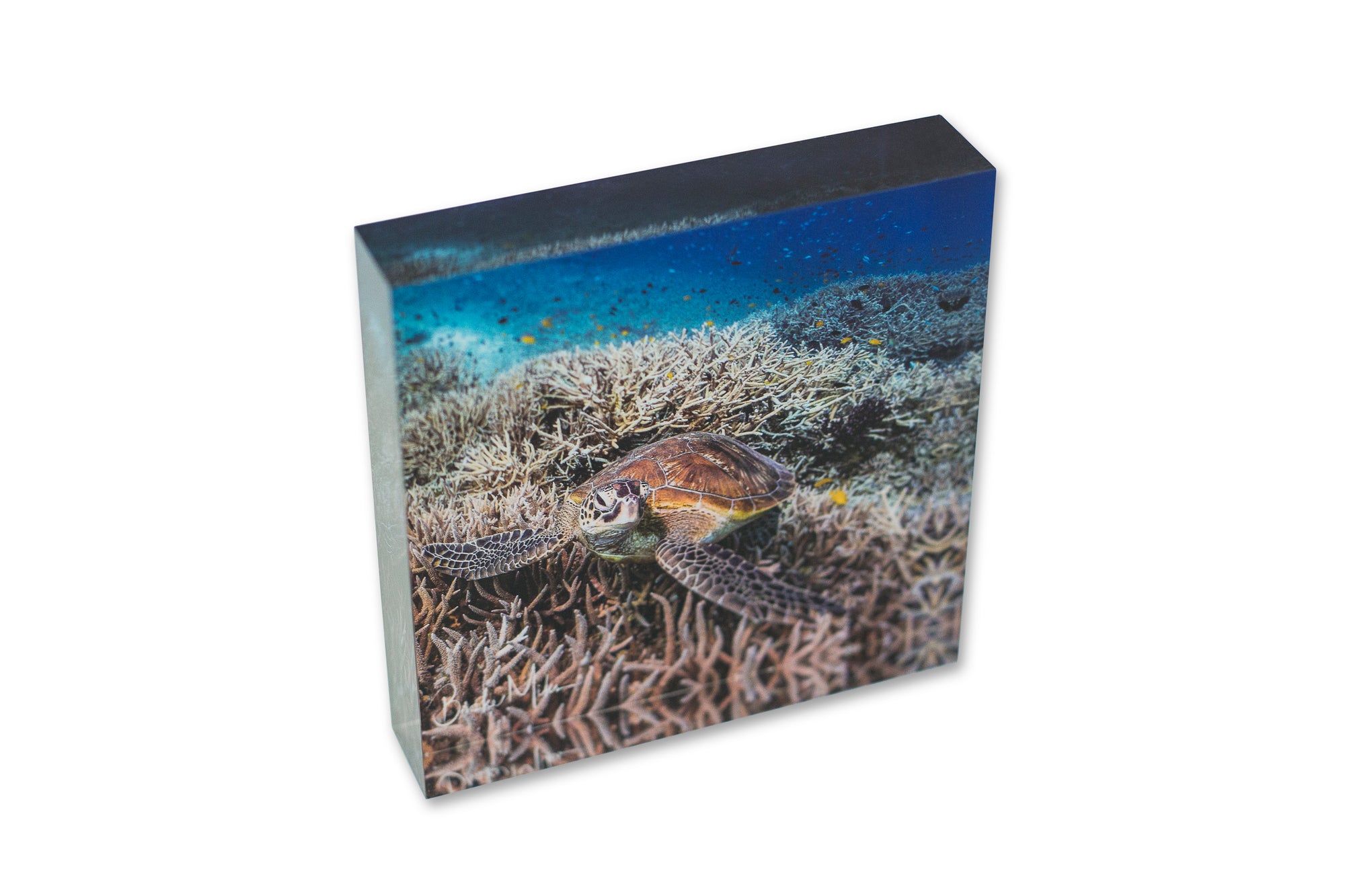 Acrylic Tile Turtle Print Crush Lumi Chillin