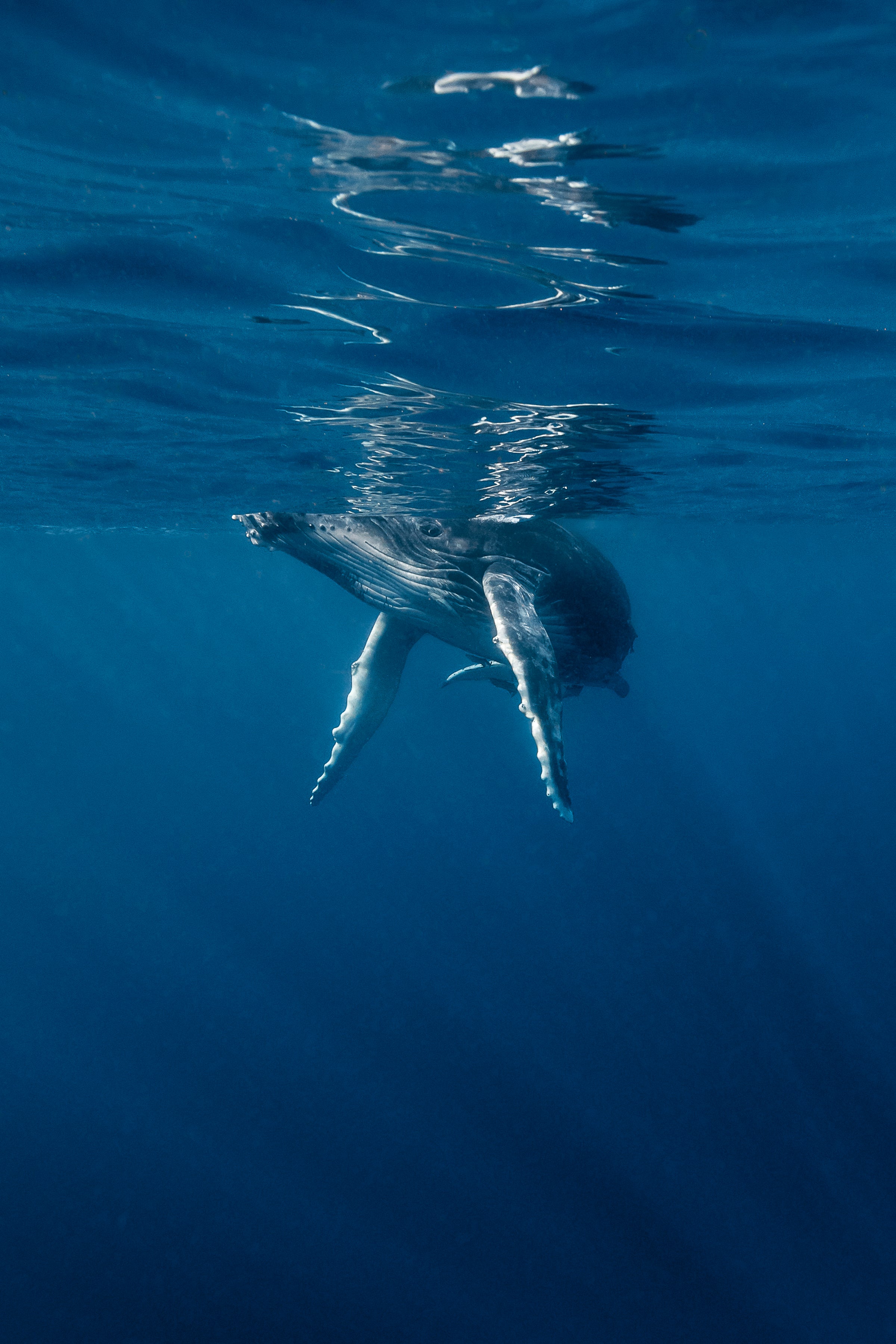large grey humpback whale breaking the surface of the blue water around