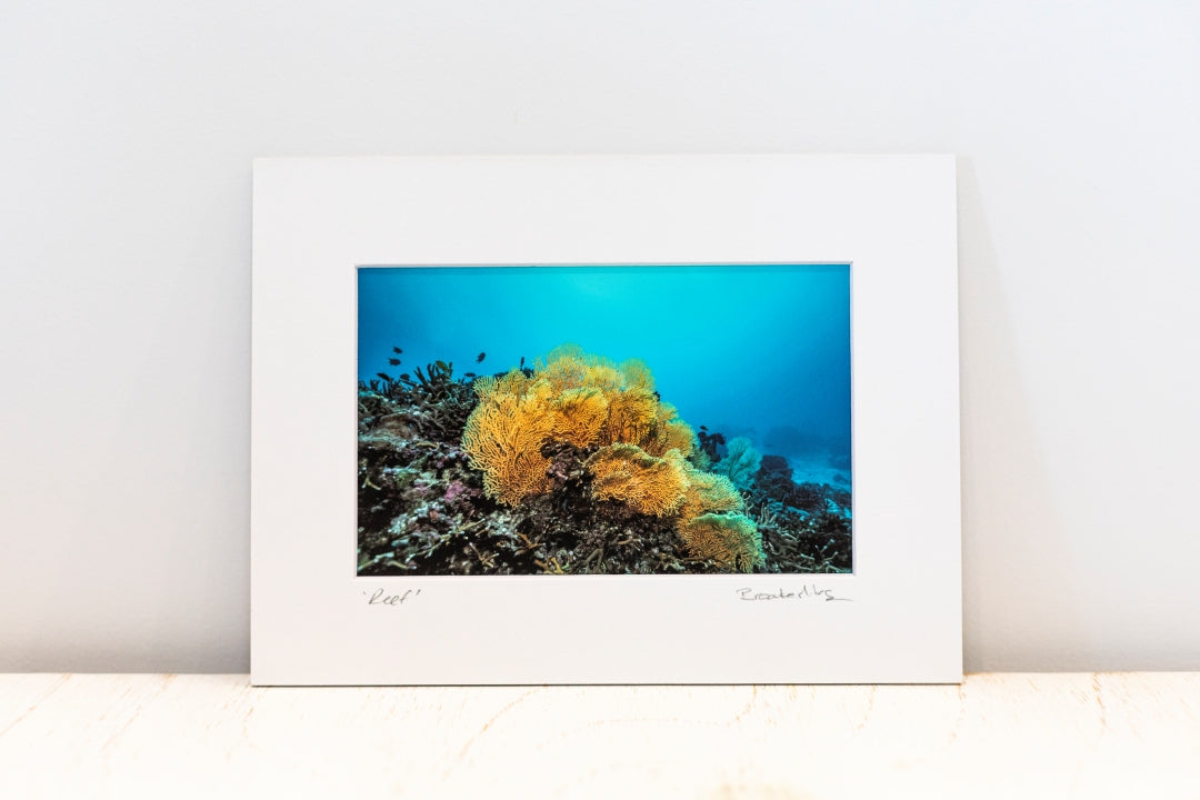 Photo Mount Small - Reef
