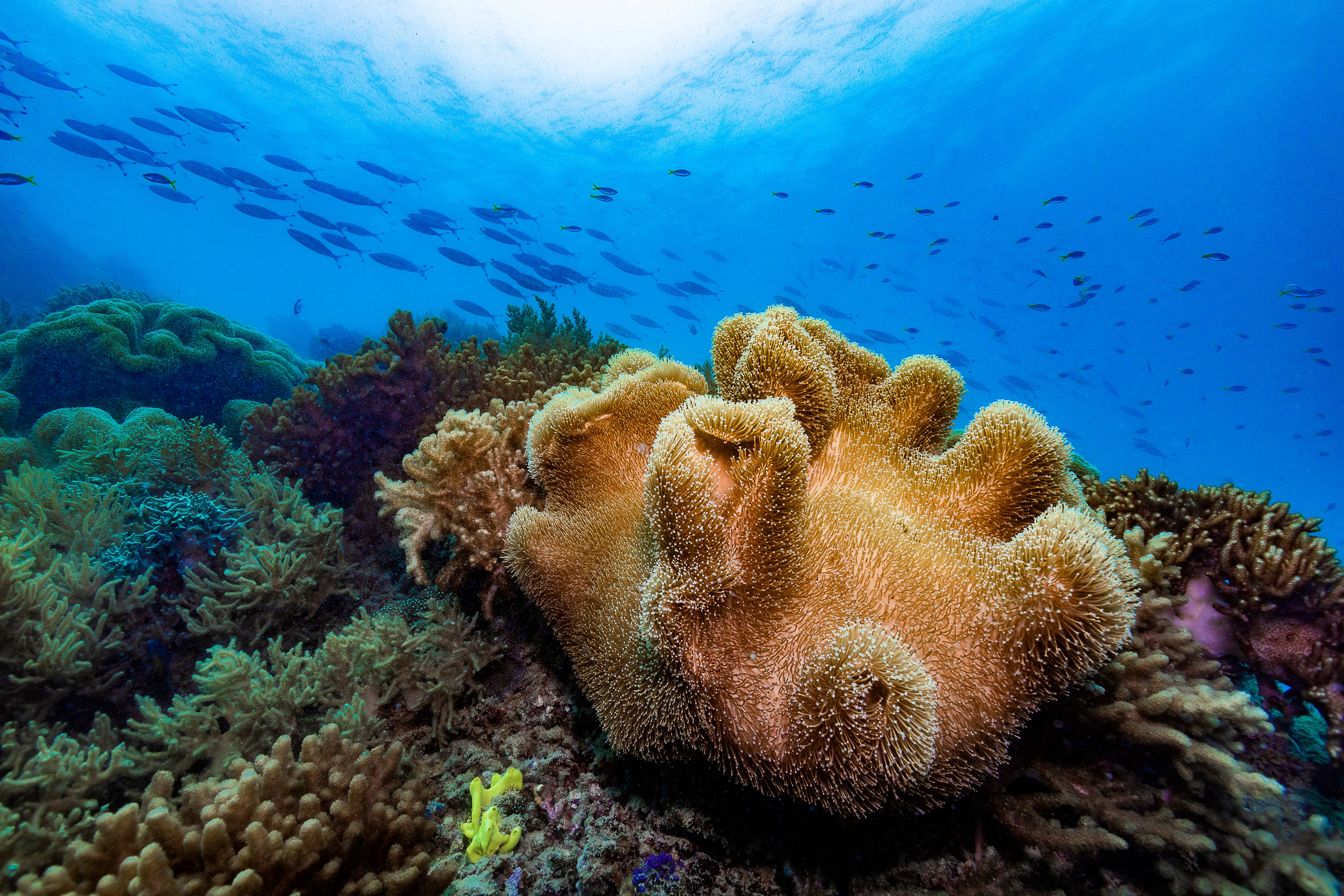 large hand shaped orange coral sitting above a bed of reef with dots of bright yellow and blue coloured coral and fish swimming by