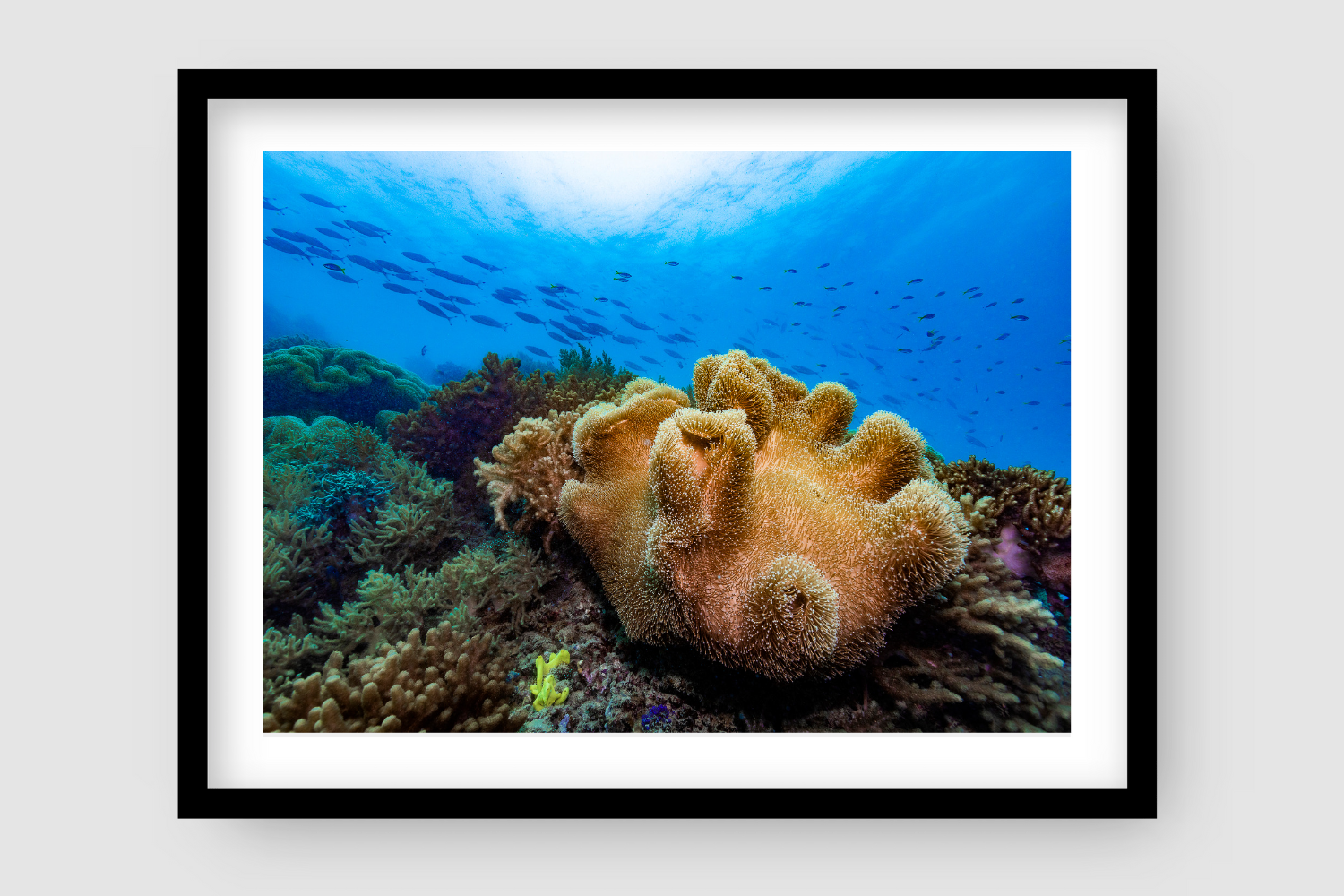 large hand shaped orange coral sitting above a bed of reef with dots of bright yellow and blue coloured coral and fish swimming by