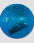 Large dark coloured humpback whale frolicking with light coloured calf whale