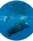Large dark coloured humpback whale frolicking with light coloured calf whale