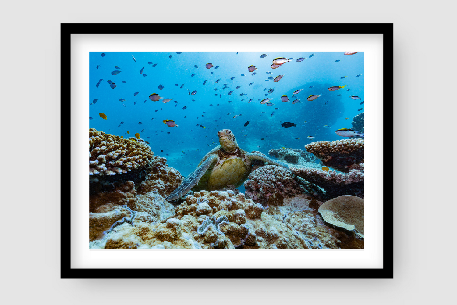 sea turtle popping up over a wall of coral reef as smaller fish swim behind him