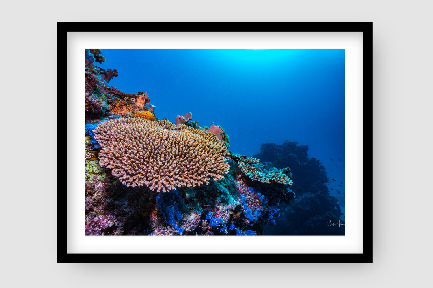pointy flowering coral with rainbows of coloured reef around it green yellow blue purple pink