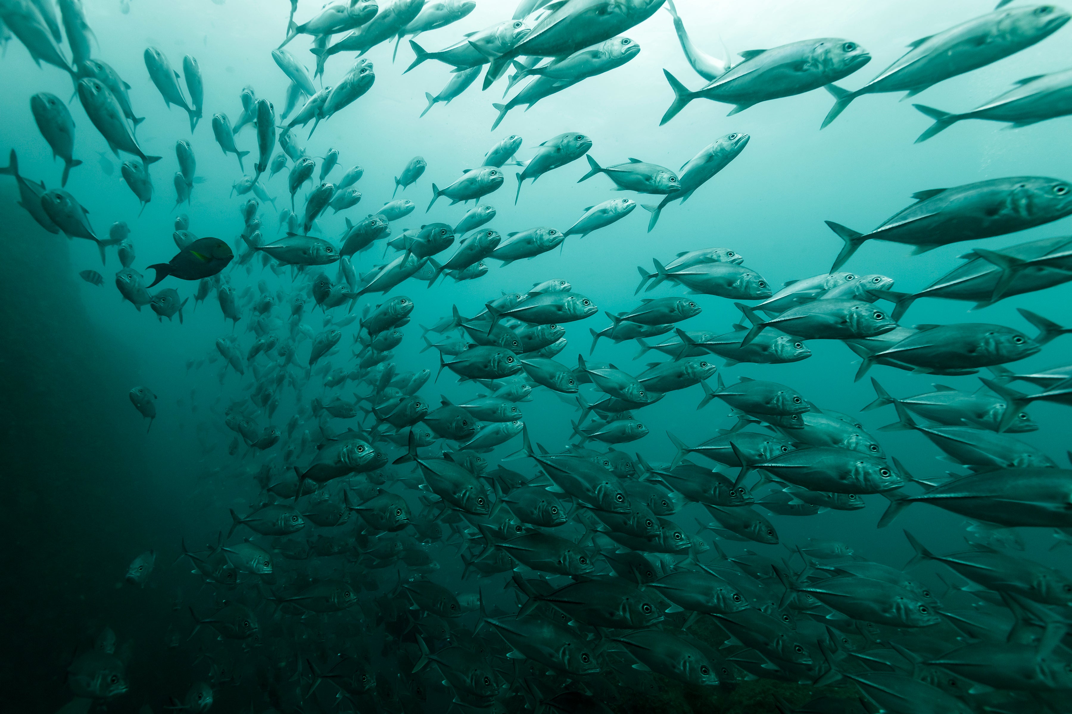 green waters with hundreds of the same fish syncronise swimming 