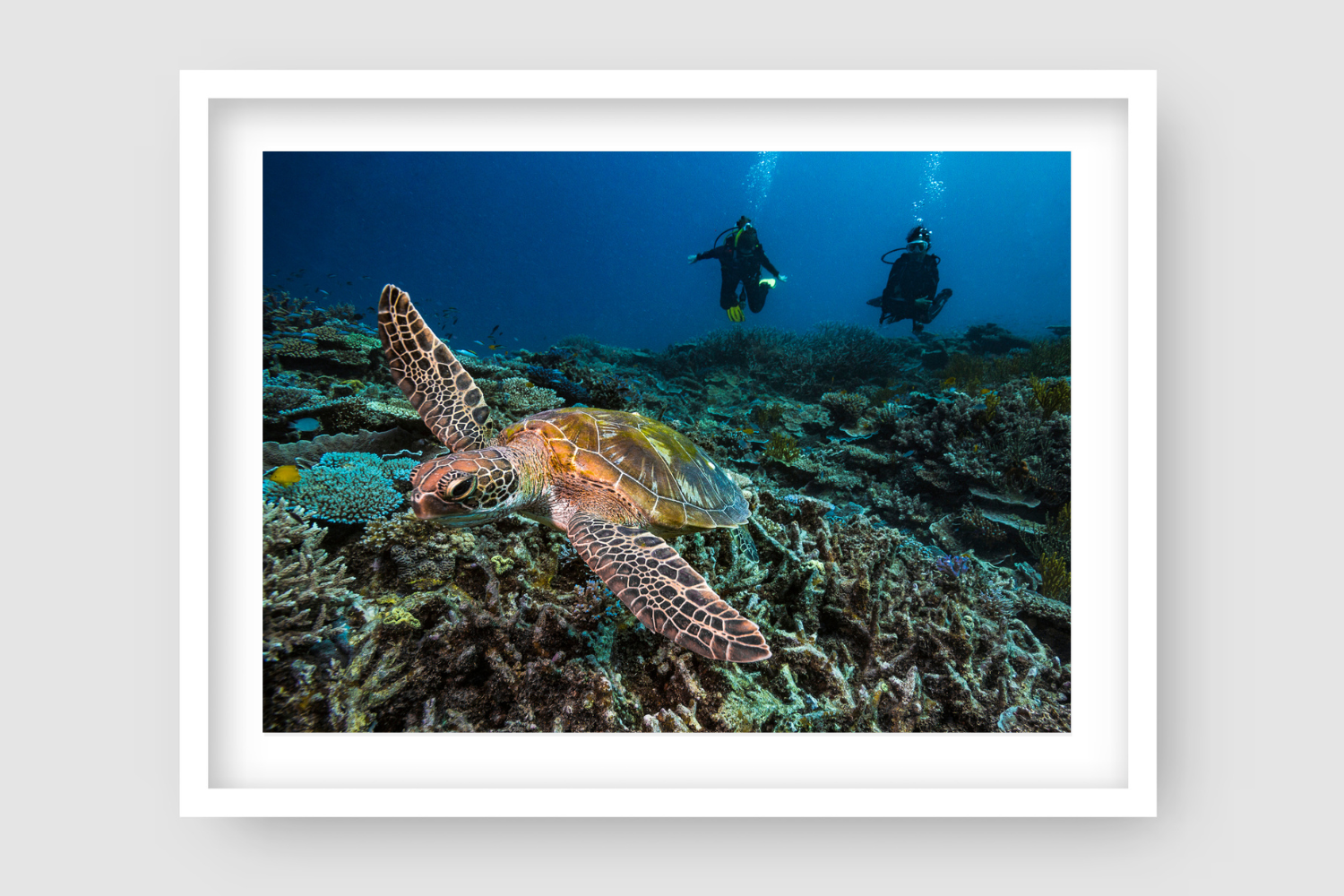 2 scuba divers releasing bubbles behind a sea turtle swimming above a bed of coral reef