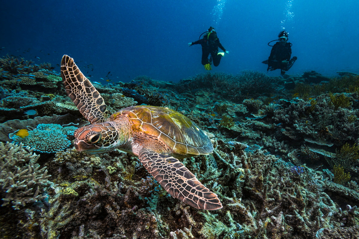 2 scuba divers releasing bubbles behind a sea turtle swimming above a bed of coral reef