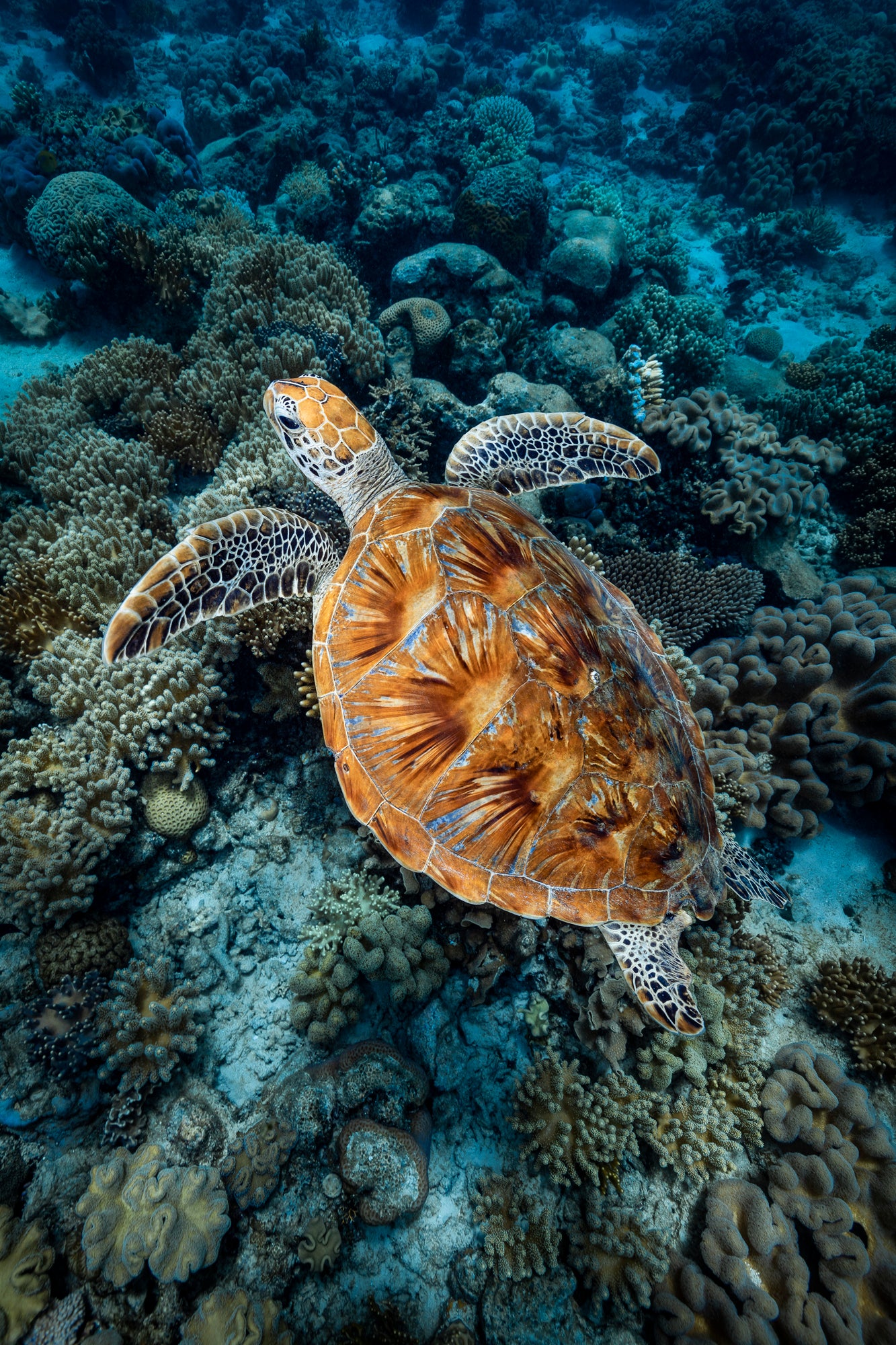 sea turtle with splashes of vibrant blue colour on his shell gliding across a bed of reef