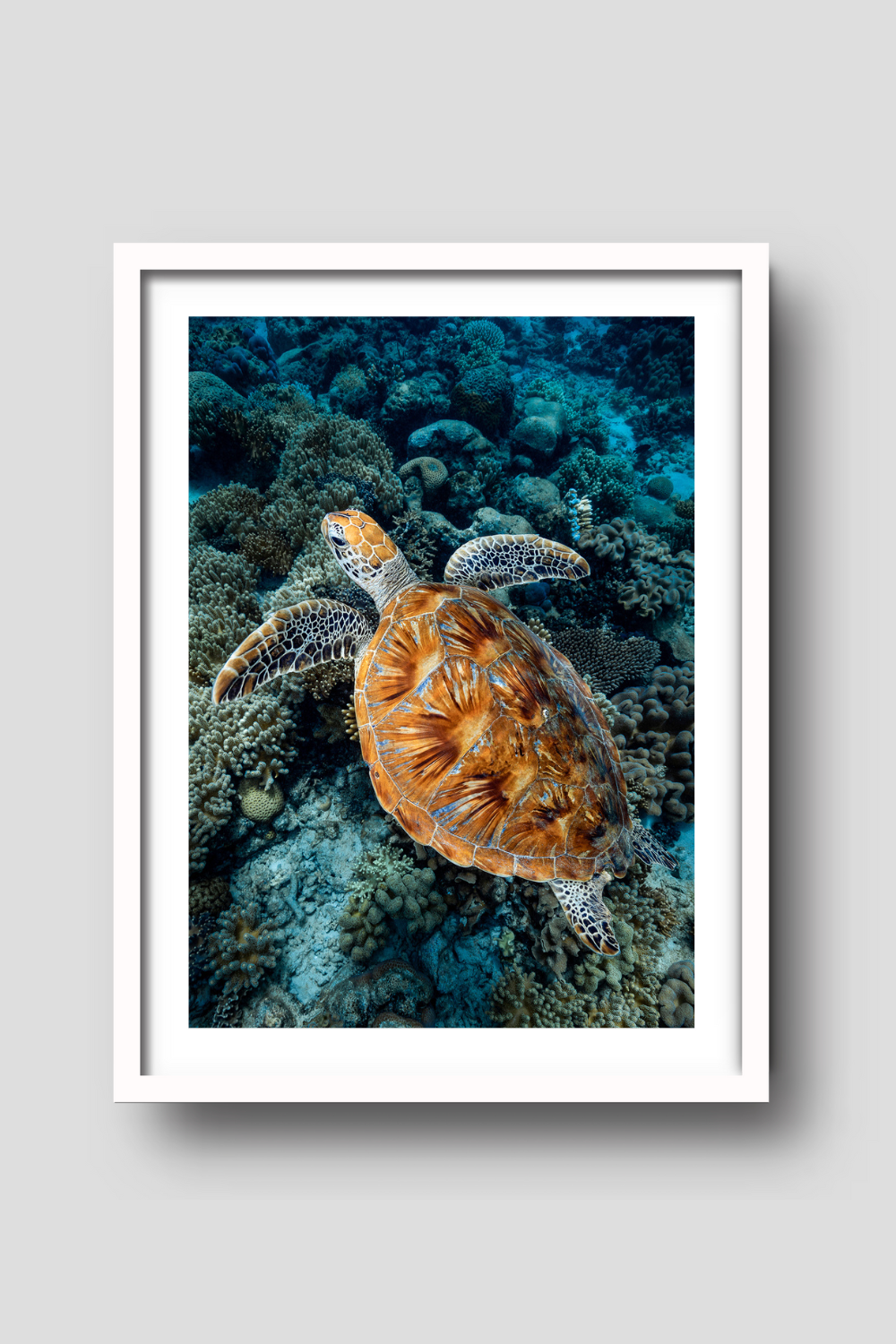 sea turtle with splashes of vibrant blue colour on his shell gliding across a bed of reef
