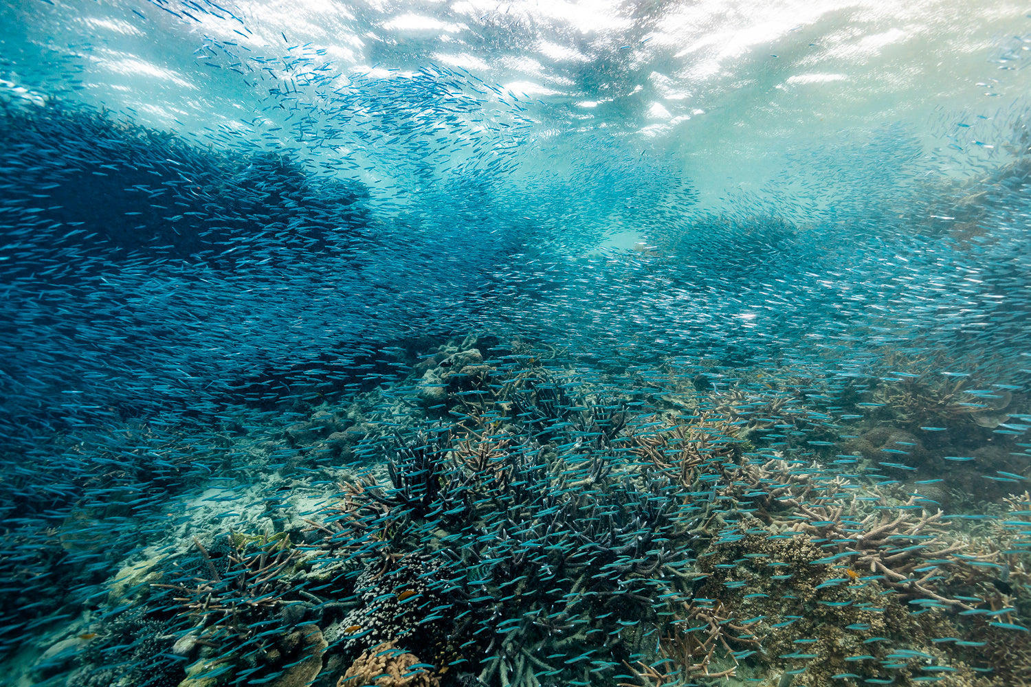wall of bait fish screening the deep blue ocean beyond with a coral reef frame