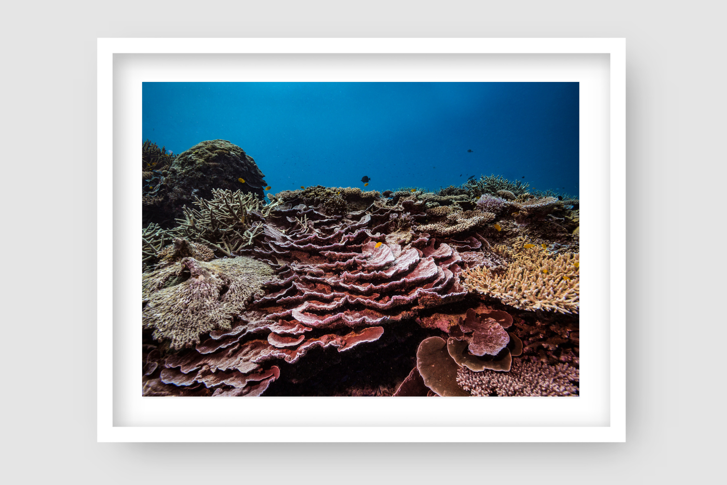 terrace of red pink shelf like coral leading to a bed of reef as fish swim above