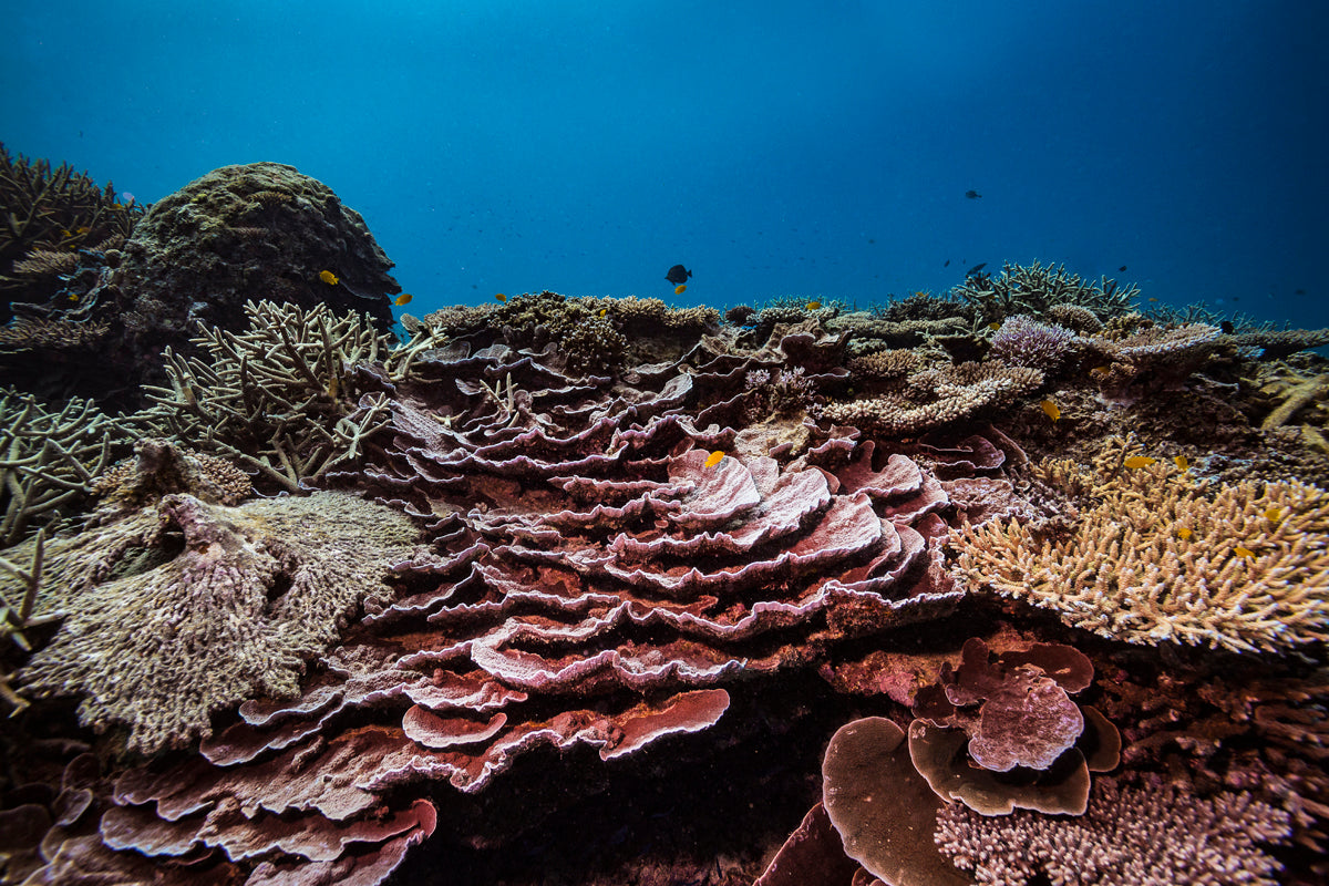 terrace of red pink shelf like coral leading to a bed of reef as fish swim above