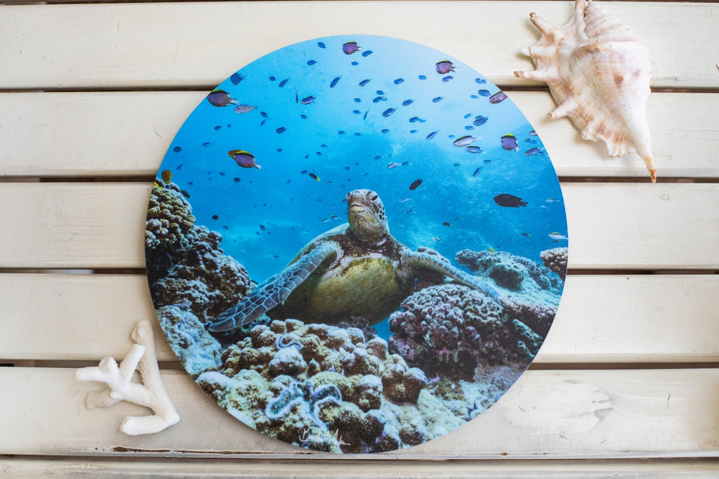 'Poser' - Timber Print – Above & Below Gallery