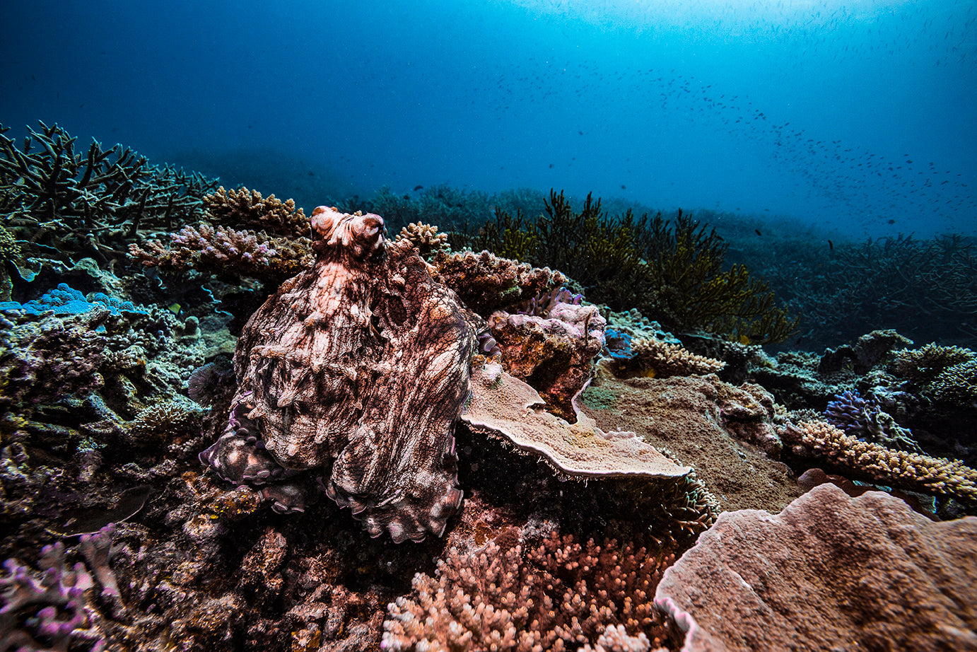field of reef with a large coral formation with schools of fish to the background
